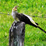 aves ceu do vale