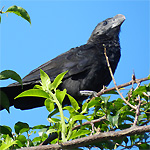 aves ceu do vale
