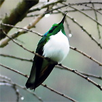 aves ceu do vale