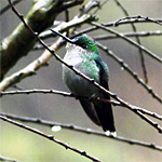 aves ceu do vale