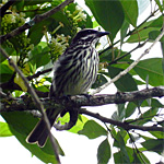 aves ceu do vale