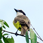 aves ceu do vale