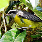 aves ceu do vale