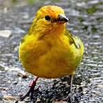 aves ceu do vale