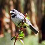 aves ceu do vale