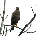 aves ceu do vale