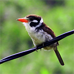 aves ceu do vale