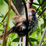aves ceu do vale