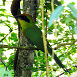 aves ceu do vale