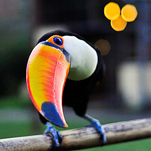 aves